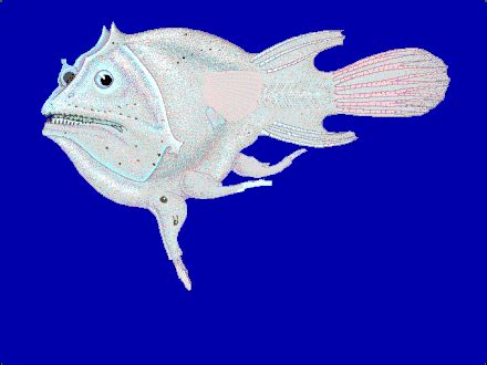 Anglerfish - Simple English Wikipedia, the free encyclopedia