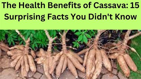 The Health Benefits Of Cassava 15 Surprising Facts You Didnt Know Youtube