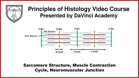 Sarcomere Structure Muscle Contraction Cycle Neuromuscular Junction