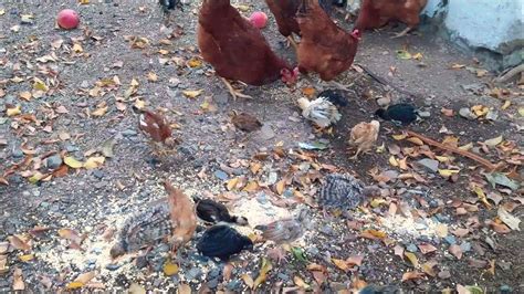 Las Mejores Gallinas Ponedoras Raza Rhode Island Red Youtube