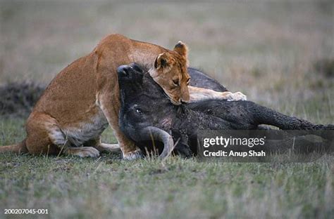 789 Lion Eating Prey Stock Photos, High-Res Pictures, and Images ...