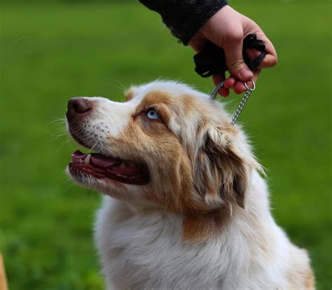 Chien Berger Australien Pour Un Flirt Avec Toi Du Berry Noir