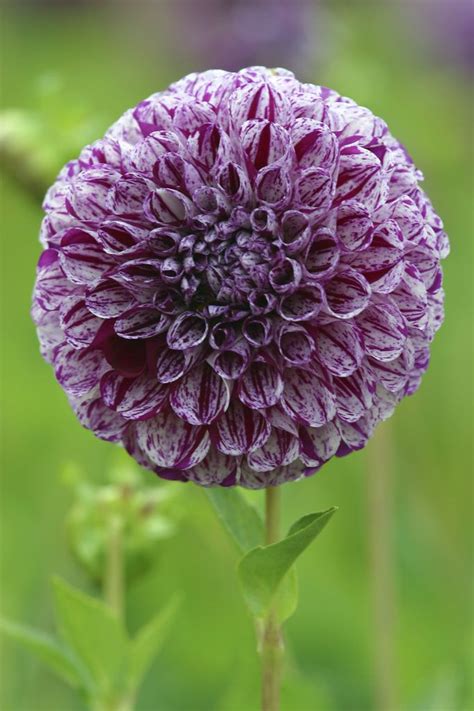 Dahlia Marble Ball Talavera Garden Decor