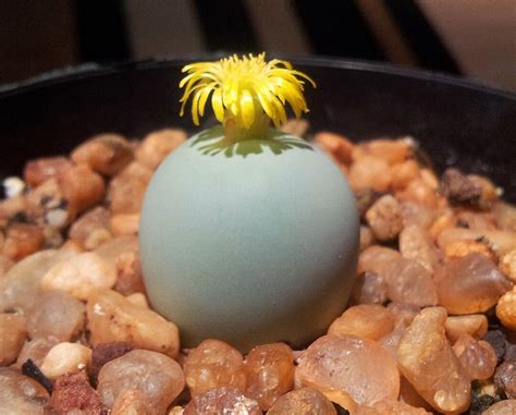 Conophytum Calculus Rare Cactus Fresh Ball Shaped Succulent Plant 20