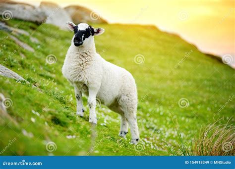 Sheep Marked With Colorful Dye Grazing In Green Pastures Adult Sheep