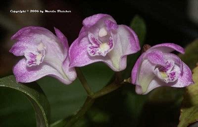 Дендробиум Кинга Dendrobium kingianum Pink Rock Orchid Captain King s