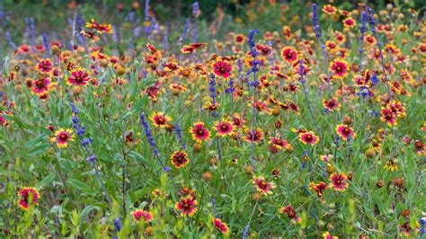 What are native plants, and why are they so crucial to ecosystems?