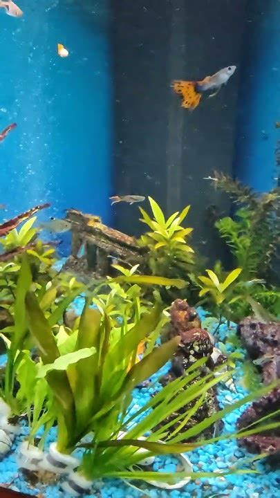 New Aquaium Plants Tropical Fish Tank Youtube