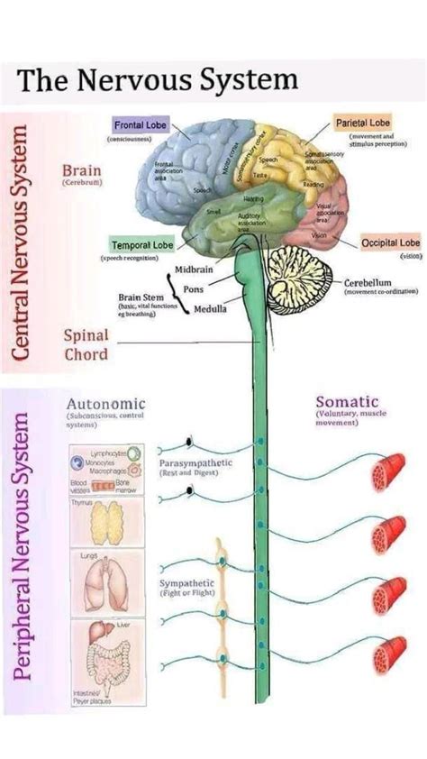 Pin By Weirdeeryt On Pins By You Nervous System Anatomy Human