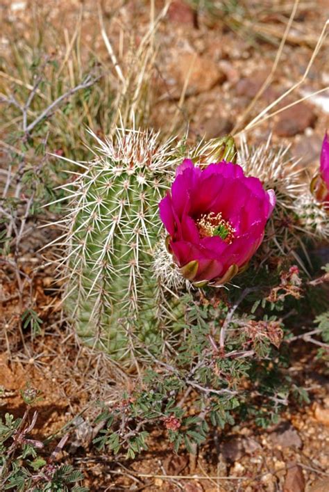 echinocereus bonkerae usa arizona oracle