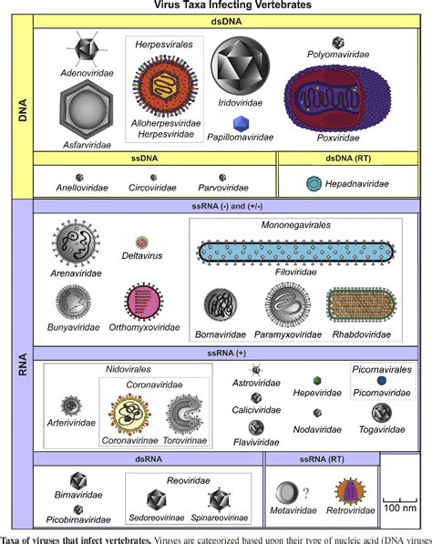 Virus Classification An Overview Sciencedirect Topics Off