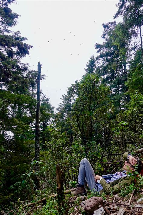 Dreamy Visit To Mexicos Monarch Butterfly Roosts Ends In Rabies Shots