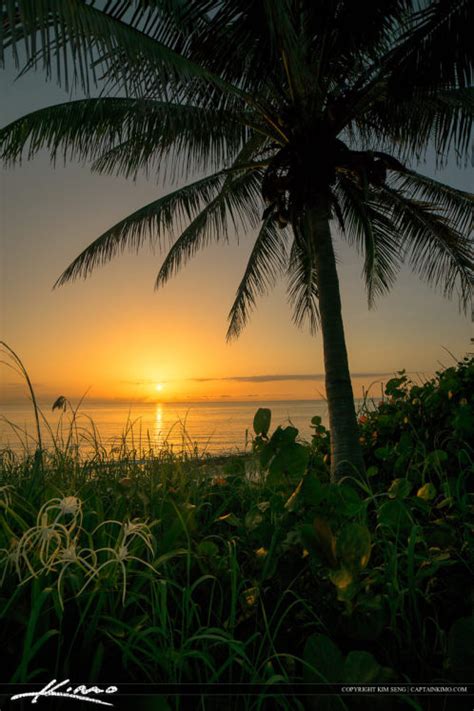 Sunrise Paradise At Ocean Beach With Coconut Palm Tree Hdr