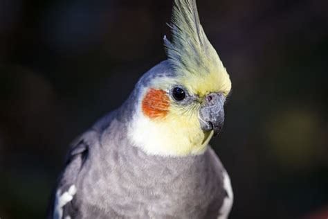 Five of the Quieter Pet Bird Species