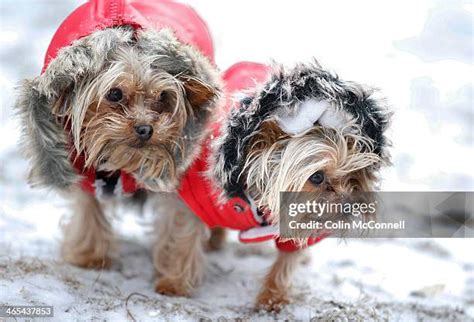 Yorkies Joey Photos And Premium High Res Pictures Getty Images