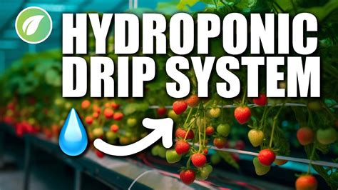 Mastering Hydroponic Drip Systems Everything You Need To Know Youtube