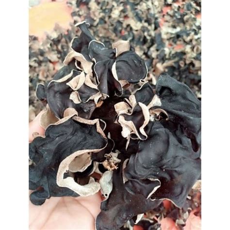 Jual JAMUR KUPING HITAM KERING GRADE A 100 GRAM Shopee Indonesia