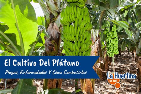 Plagas Y Enfermedades Del Cultivo Del Plátano Y Como Combatirlas