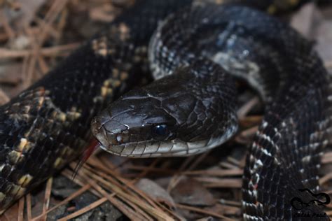 Western Rat Snake (A Guide to Snakes of Southeast Texas) · iNaturalist