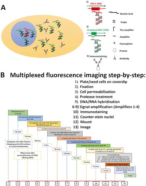 Figure From Single Cell Multiplexed Fluorescence Imaging To Visualize