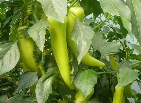 Hot Charleston Pepper Kosmik F