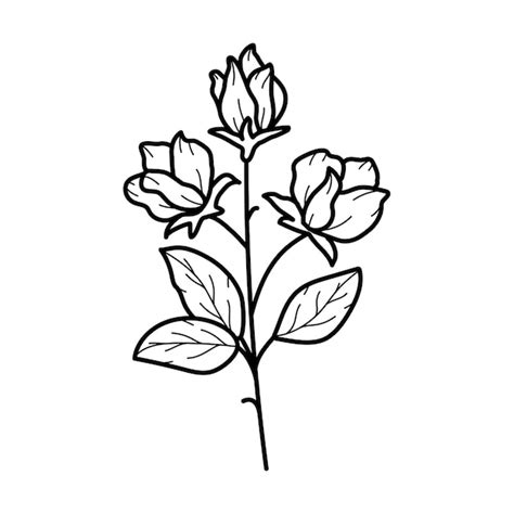 Premium Vector Beautiful Sweet Pea Flower With Leaves Line Art Plant