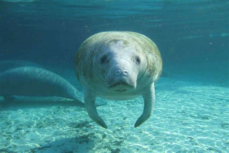 Manatee