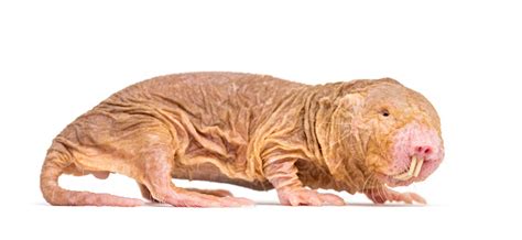 Naked Mole Rat Pictures Download Free Images On Unsplash