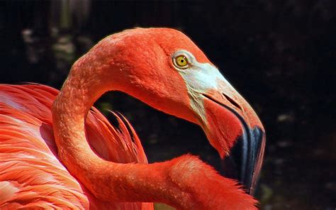 Flamingo Face Close Up-Hd Wallpapers full screen : Wallpapers13.com