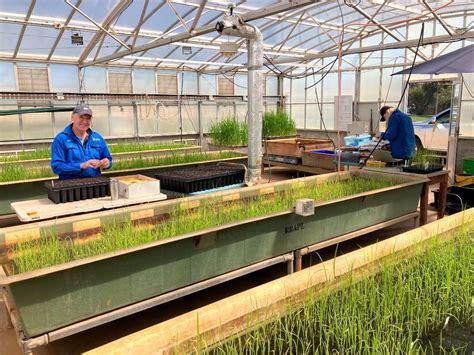 Rice Breeding Australia Rice Production In Leeton