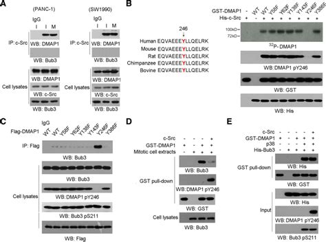 C Src Phosphorylates Dmap At Tyr And Disrupts Bub Dmap Complex