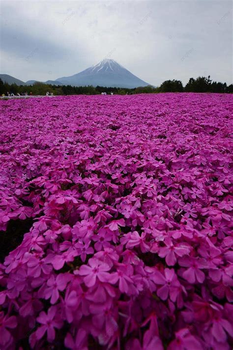 Pemandangan Lumut Merah Muda Alam Langit Foto Latar Belakang Dan Gambar