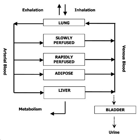 Schematic Of The Pbpk Model For M Xylene Download Scientific Diagram