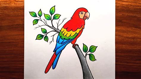 incredible compilation   parrot drawing images stunning