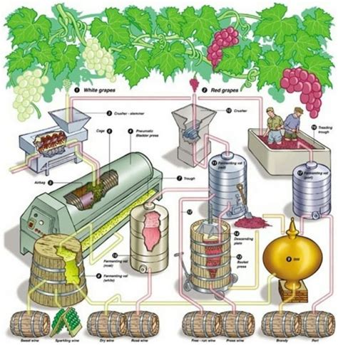 Infograf As Sobre La Elaboraci N Del Vino Vinopack