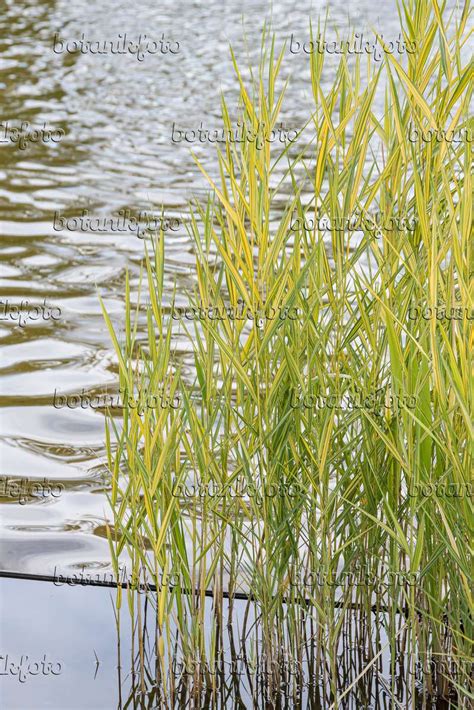 Images Phragmites Australis Variegatus Images Of Plants And Gardens