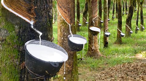 massive plantation extracting tons  rubber latex  trees