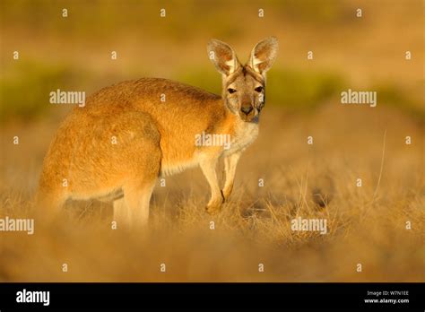 Common Wallaroo Macropus Robustus In Late Sunlight Sal Salis