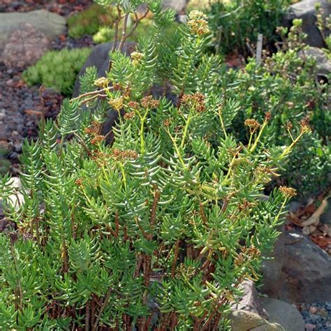 For Sale Crassula Tetragona Miniature Pine Tree