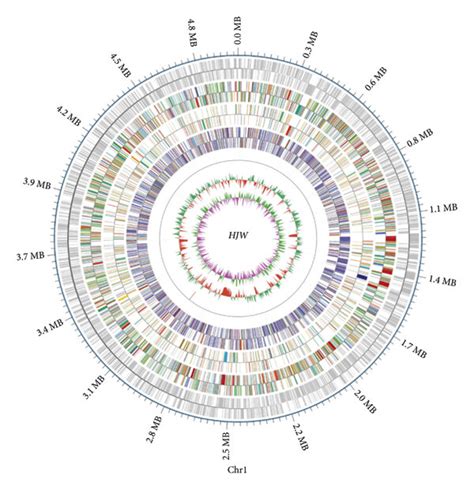 Hjw Whole Genome Atlas The Outermost Circle Is The Position