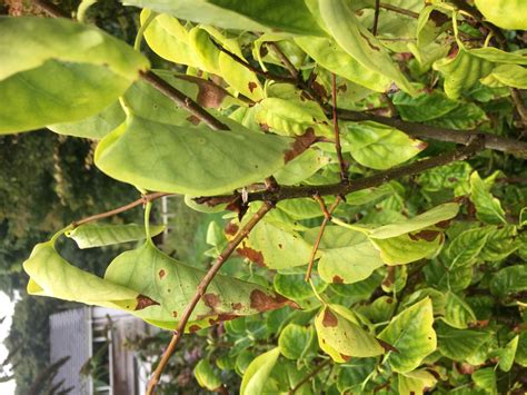 Lilac With Yellow Brown Leaves — Bbc Gardeners World Magazine