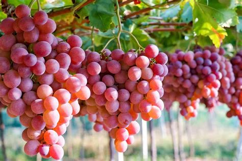 Makanan Baik Untuk Buah Pinggang Ini Contohnya