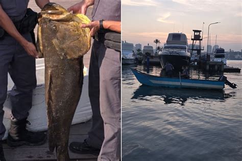 Homem é multado por pescar peixe gigante dos mares e que corre risco