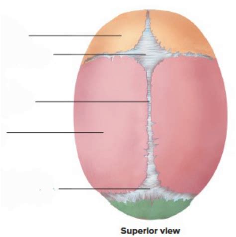 Sup View Of Fontanells Diagram Quizlet