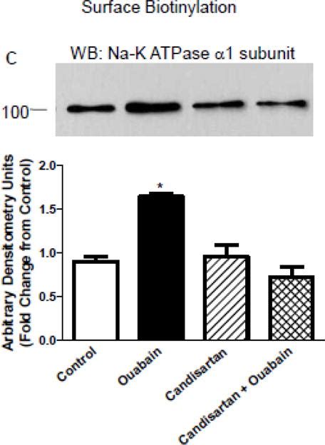 Low Dose Ouabain Stimulates Nak Atpase Subunit Association With