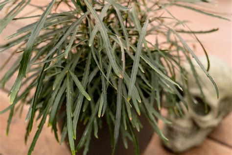 Six Spooky Houseplants Cornell Farm