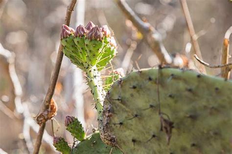 La Conservaci N De La Reserva Ecol Gica Del Pedregal De San Ngel A