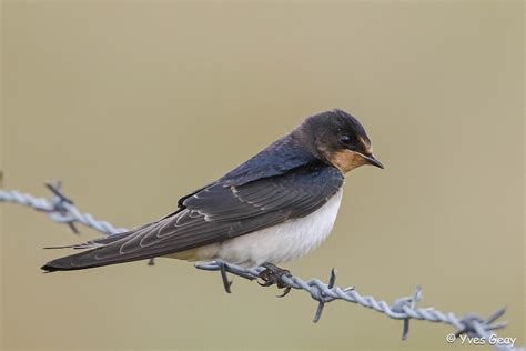 Hirondelle Rustique Hirundo Rustica Yves Geay Flickr