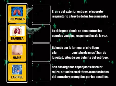 EL SISTEMA RESPIRATORIO Para Estudiantes De Tercero De Primaria De La