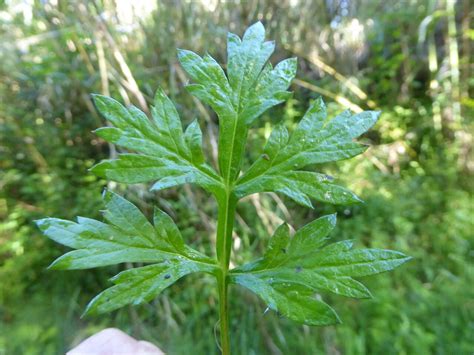 Pelinarita Artemisia Vulgaris Planta Medicinala Si Condiment Bodygeek